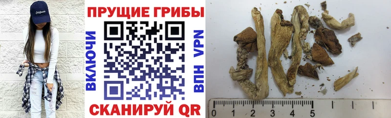Галлюциногенные грибы Psilocybe  Слободской 